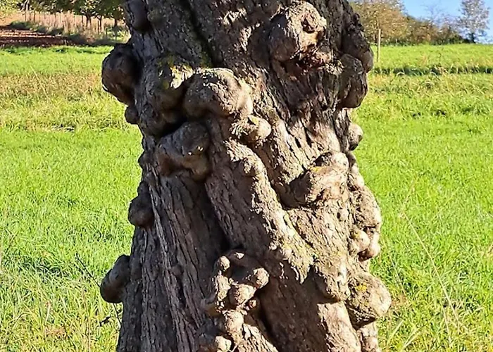 Heckenaecker * Ortenberg (Hessen)